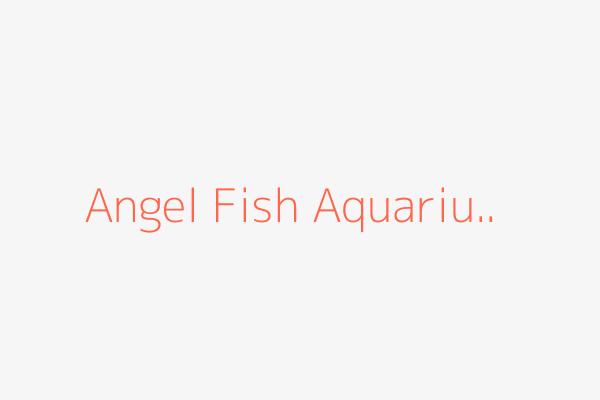 angel fish aquarium shop